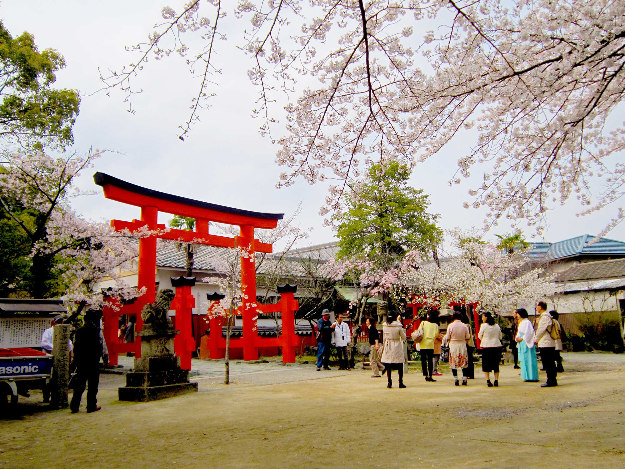 Cherry tree of Tamatsushima-jinja Shrineの写真