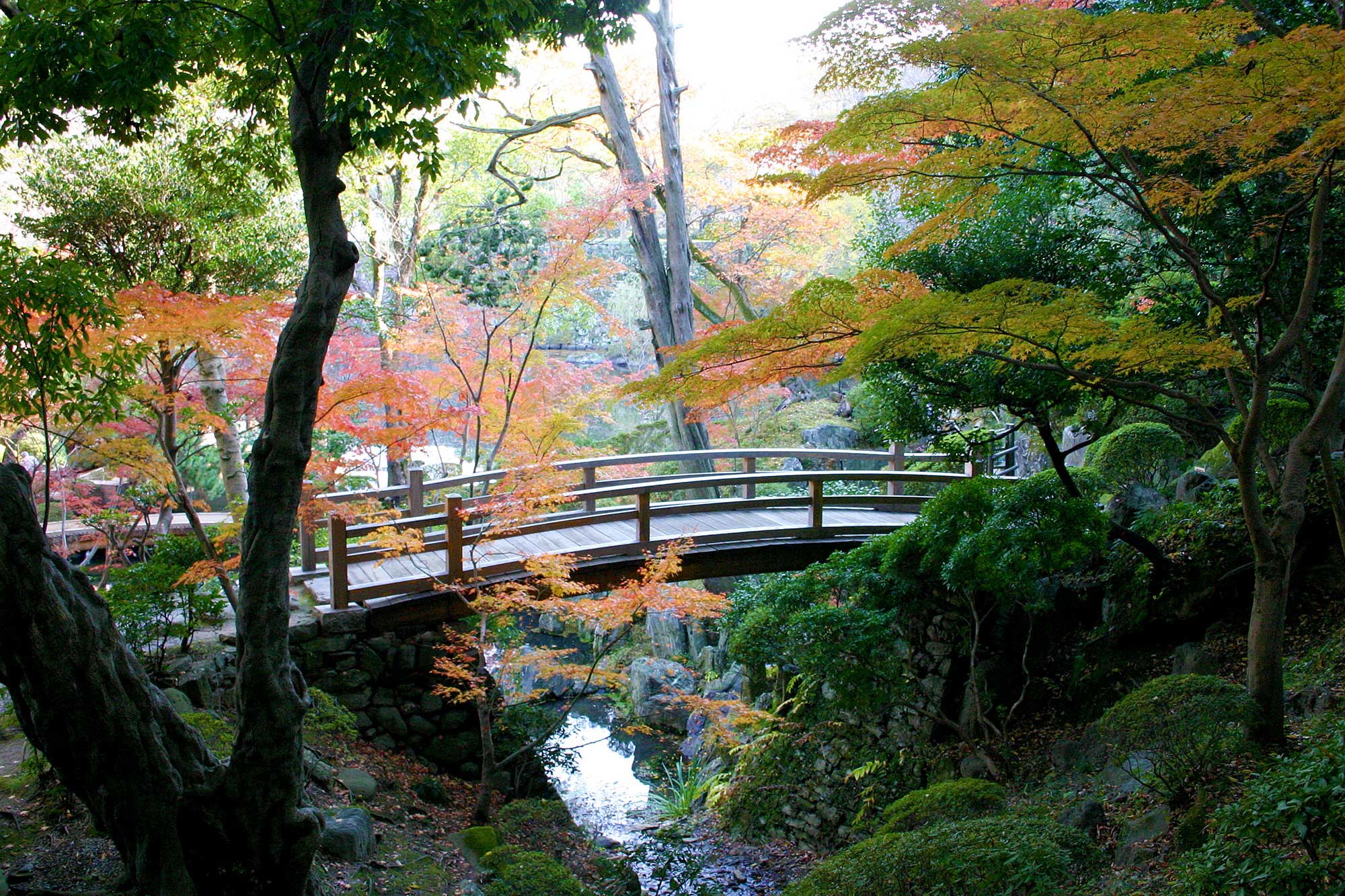 Bridge and autumn leavesの写真