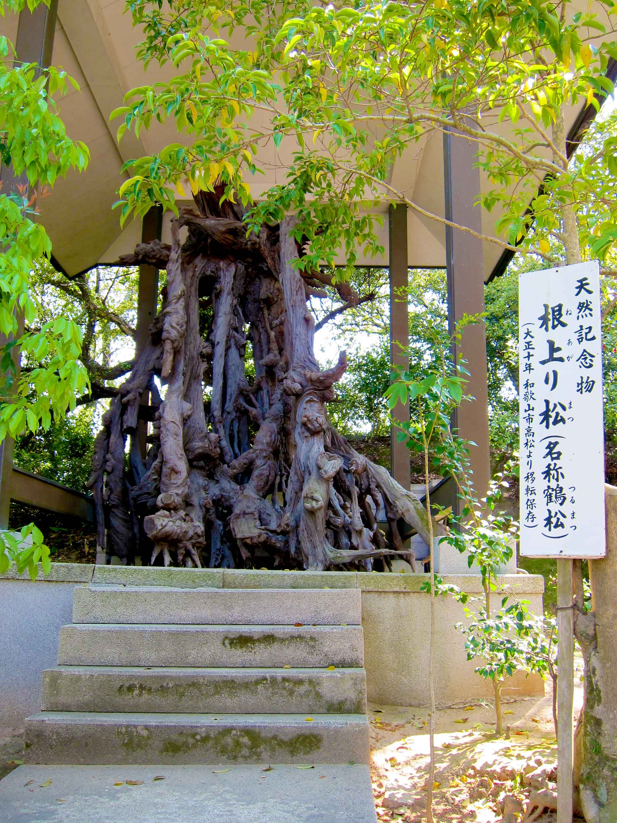 Nenoborimatsu of natural monumentの写真