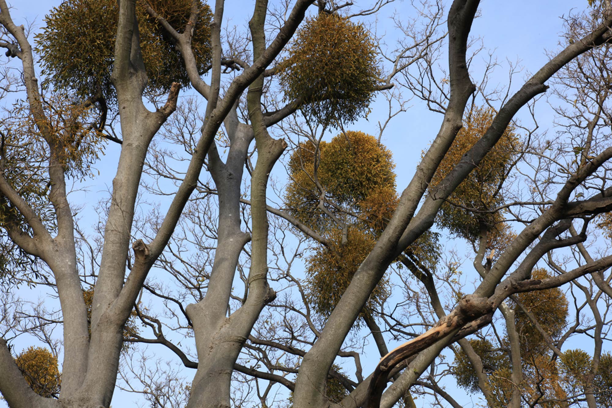 Under the Mistletoe at Wakayama Castle　©Motonori Takedaの写真