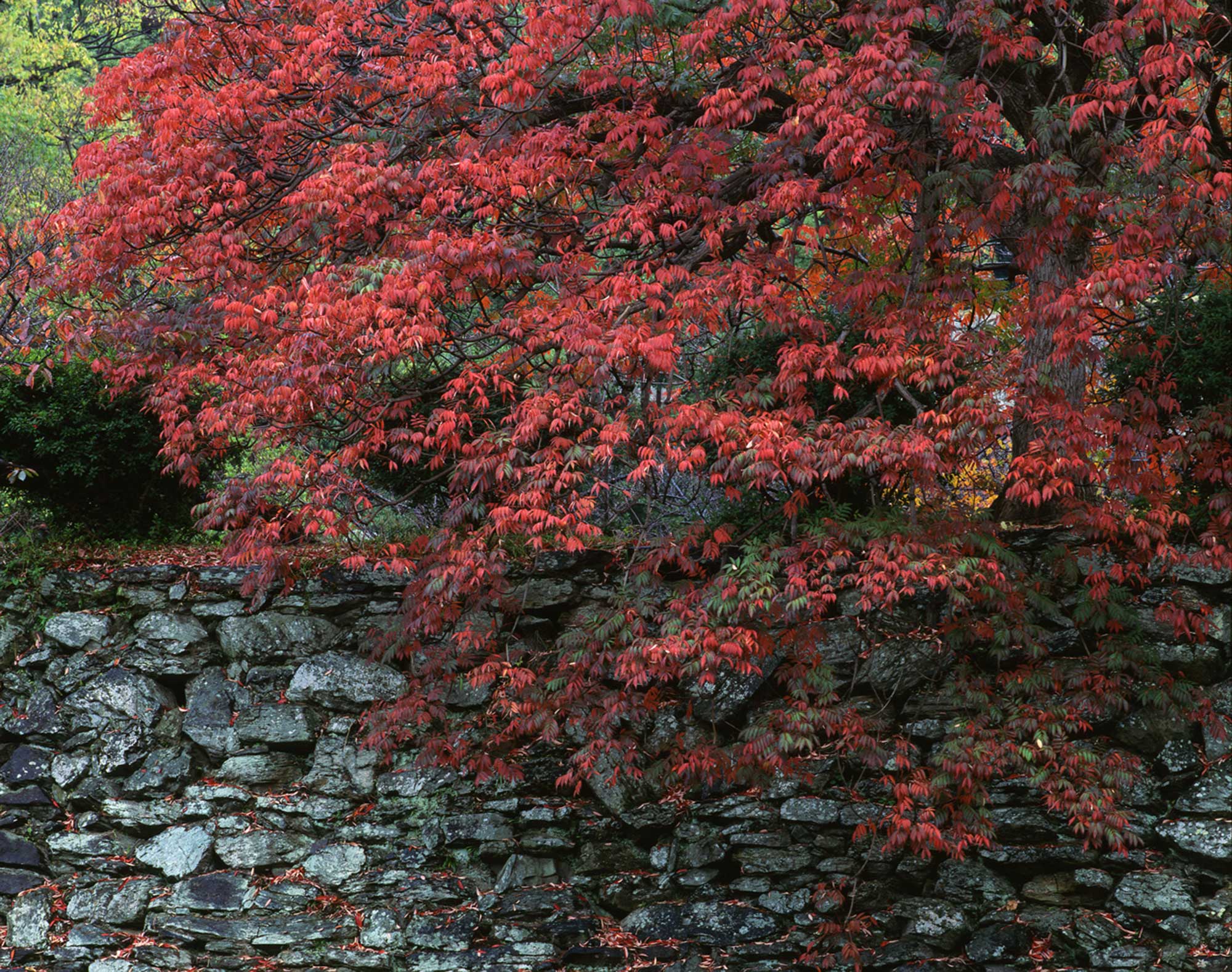 Japanese Wax Tree beginning to turn red at Wakayama Castle　©Motonori Takedaの写真