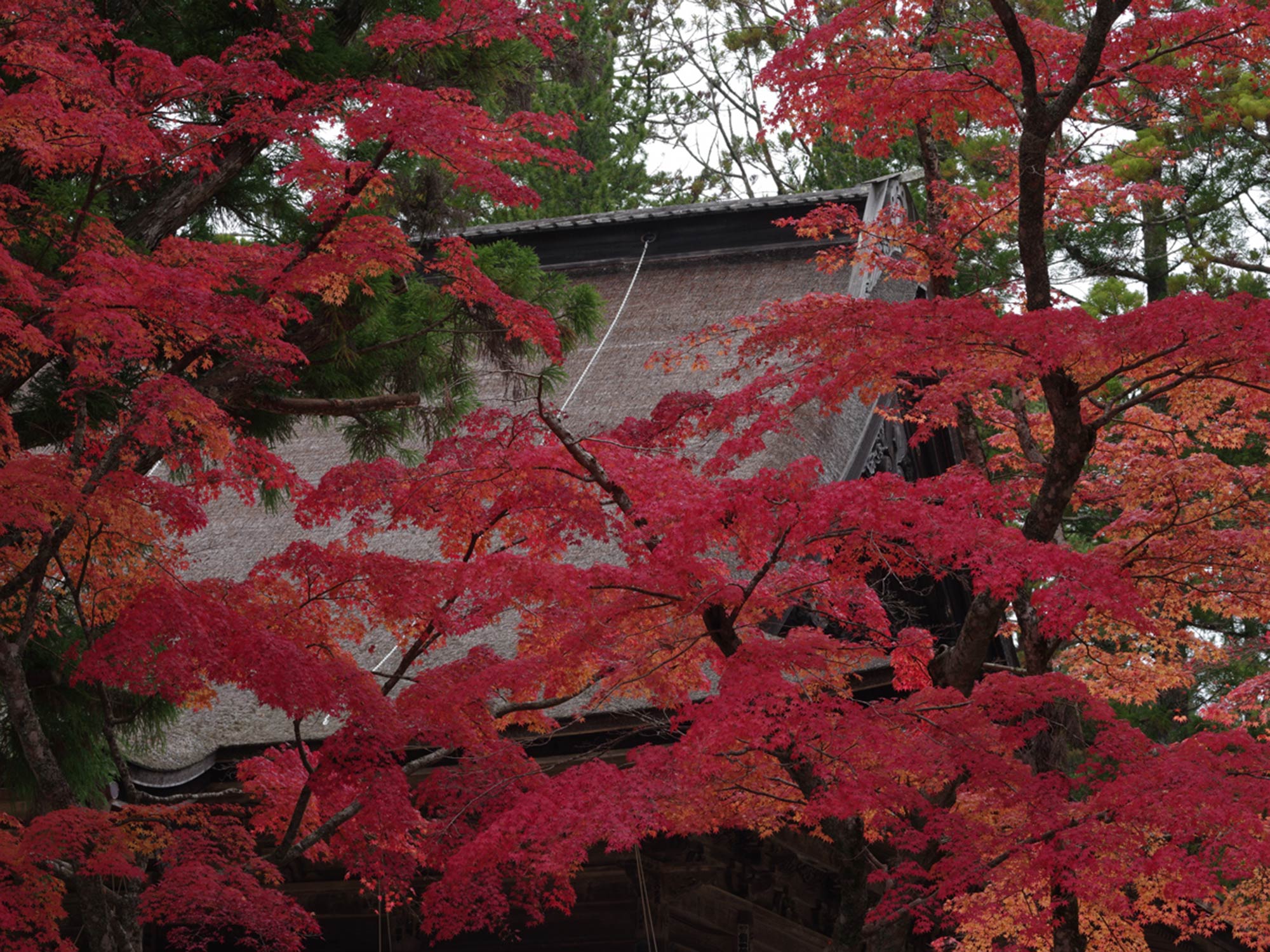 The esoteric buddhism temple in Koyasan is dressed in brocade red leaves　©Motonori Takedaの写真