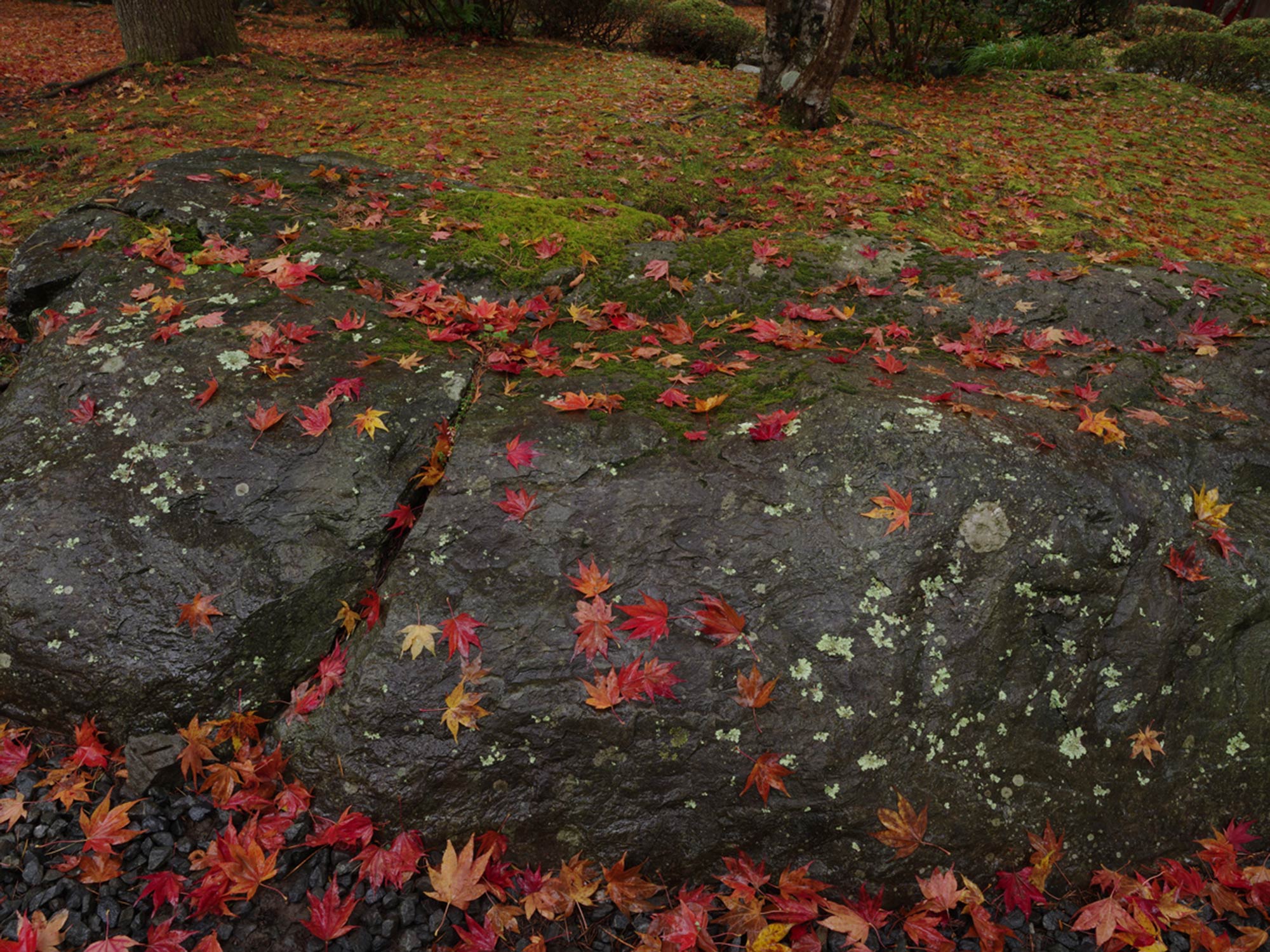 Fallen leaves of the stone pavement　©Motonori Takedaの写真