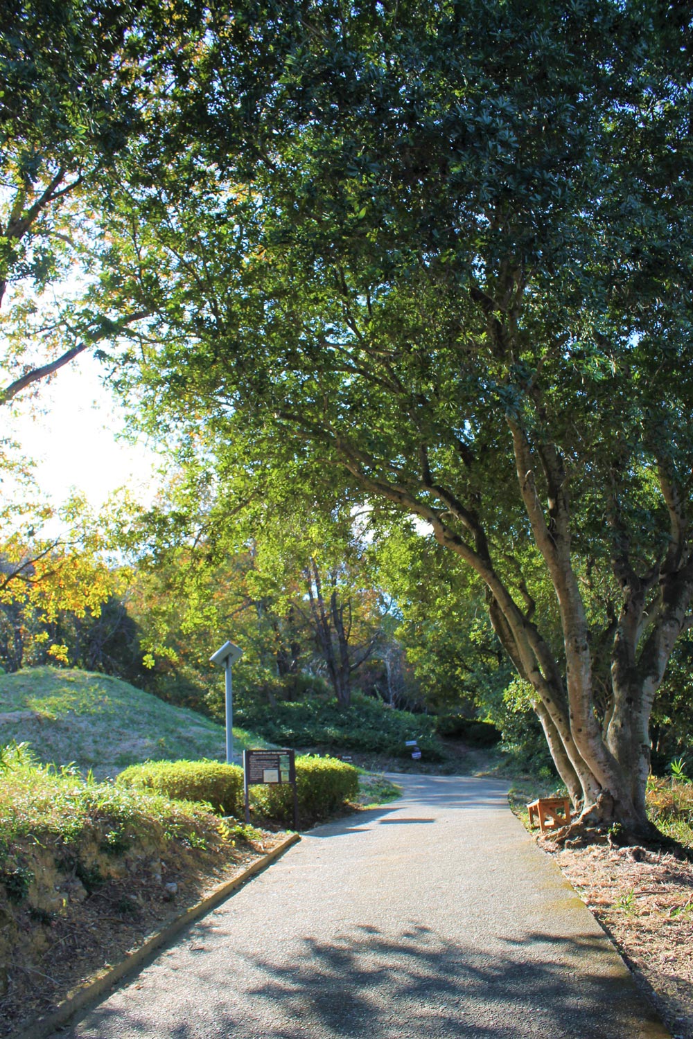 Walking path in the parkの写真