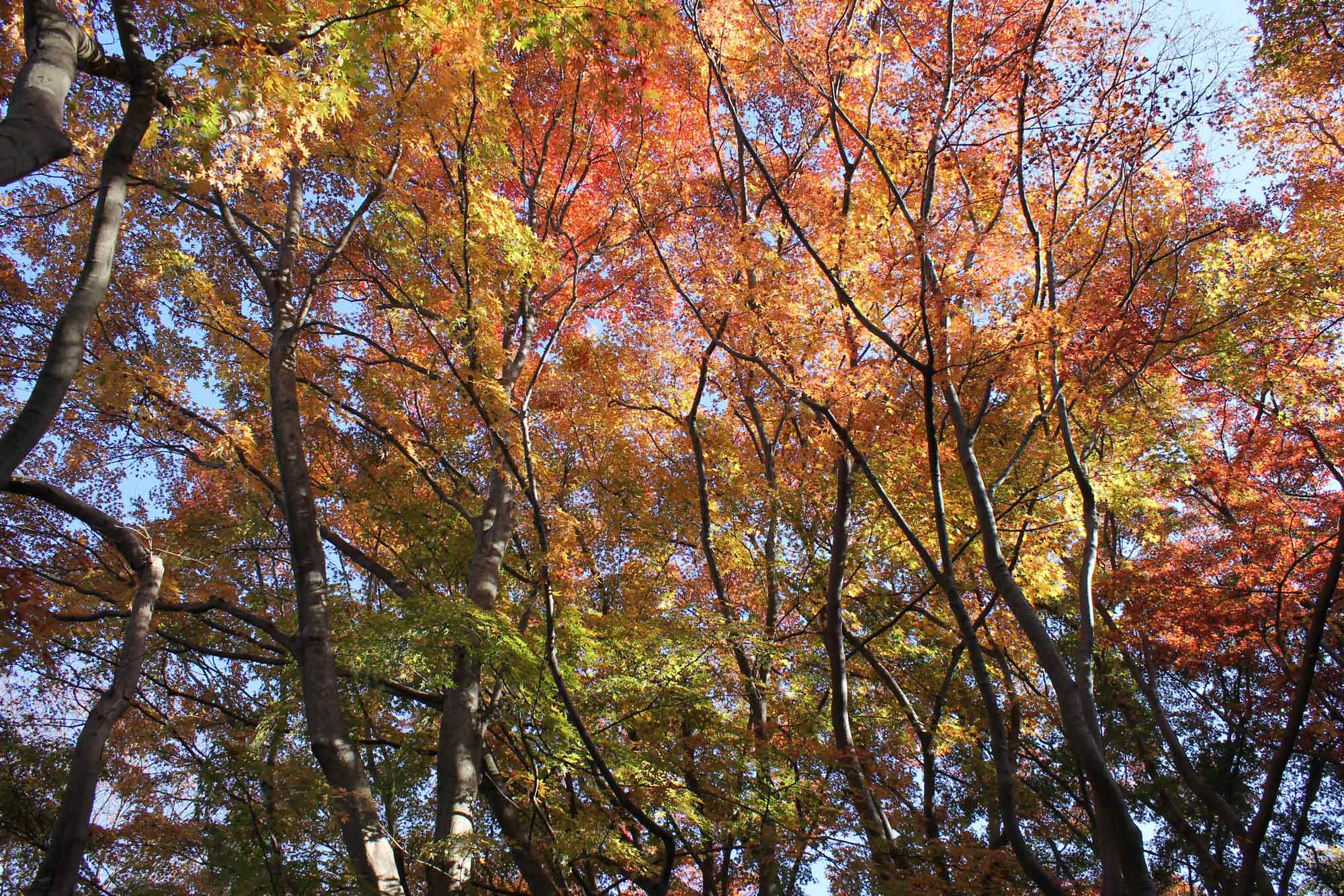 Autumnal forest in the park(The best time is from mid-November to mid-December)の写真