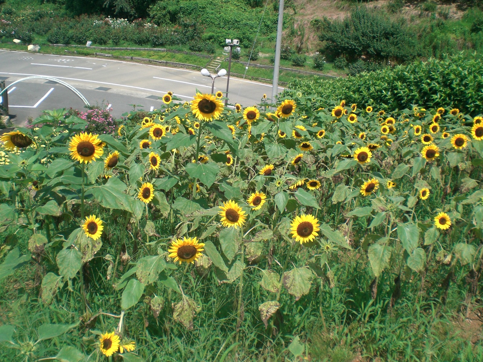 Sunflowerの写真